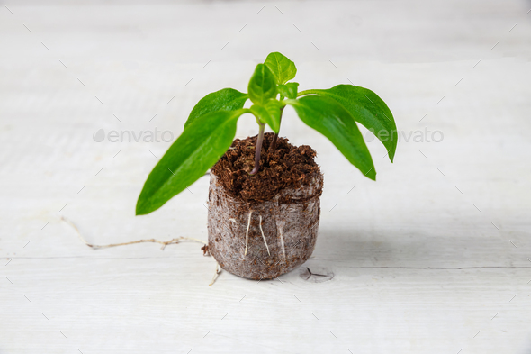The root system of a bell pepper seedling in a peat tablet is well developed.