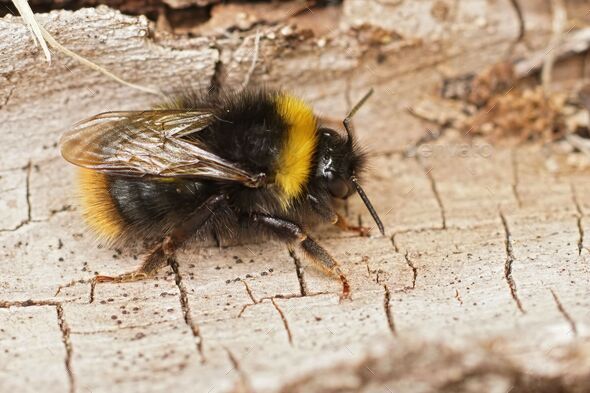 Closeup on a colorful furry Early bumblebee, Bombus pratorum sit - Stock Photo - Images