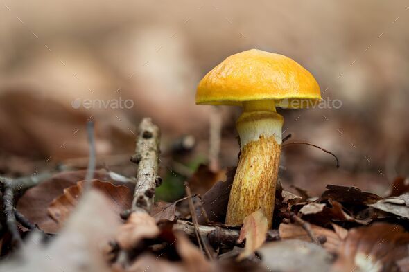 Closeup of a Greville's bolete (Suillus grevillei) growing on the ...