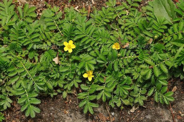 Closeup on common silverweed , Potentilla anserina growing on the roadside - Stock Photo - Images