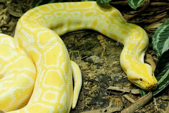 Closeup of an albino Burmese python (Python molurus bivittatus) on the ground - Stock Photo - Images