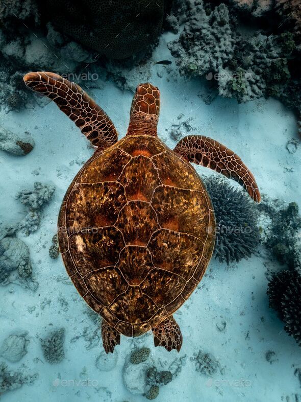 Vertical top view a brown sea turtle swimming underwater the seabed Stock Photo by wirestock