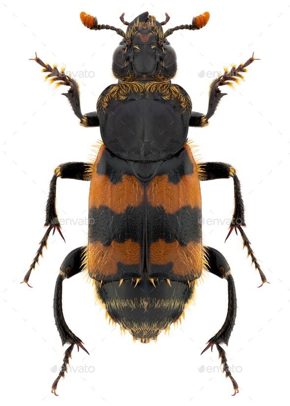 Nicrophorus vespillo beetle specimen - Stock Photo - Images