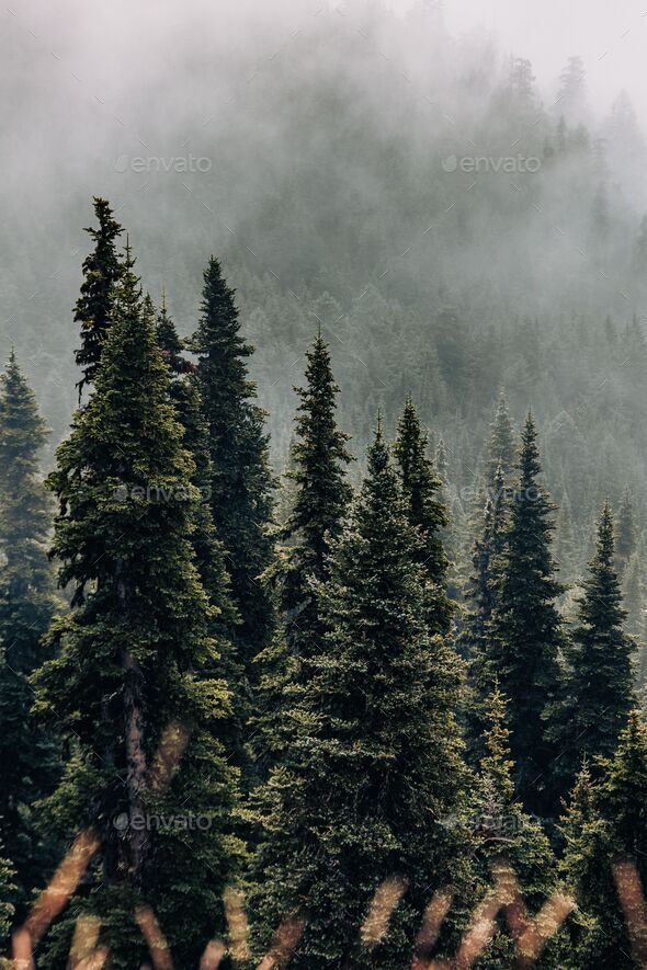 Conifer Forest Trees - the MRH Forum