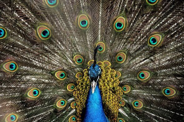 peacock bird with colorful feathers,plumage. Indian blue peafowl