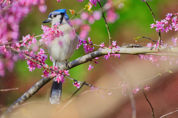 Closeup of a cute blue jay perched on a tree branch in a forest