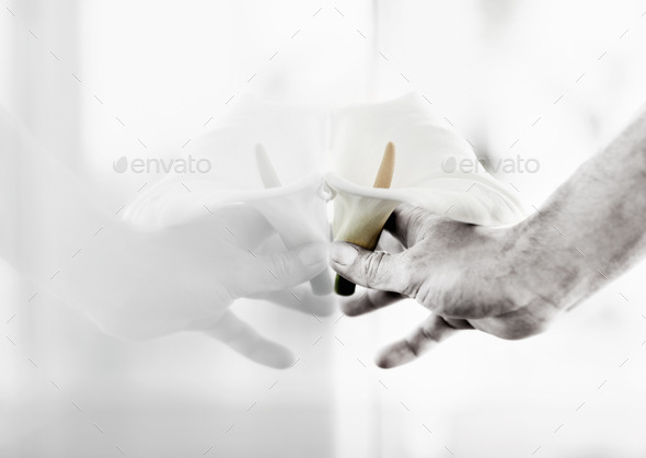 Two coming together as one. Closeup of a hand pressing a Calla lilly against a window.