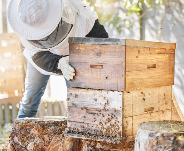 Bees, honey farming and beekeeper with crate, box and beehive for production, inspection process an