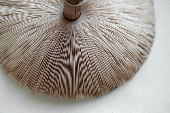 Macro photography of lamellae of a mushroom - Stock Photo - Images