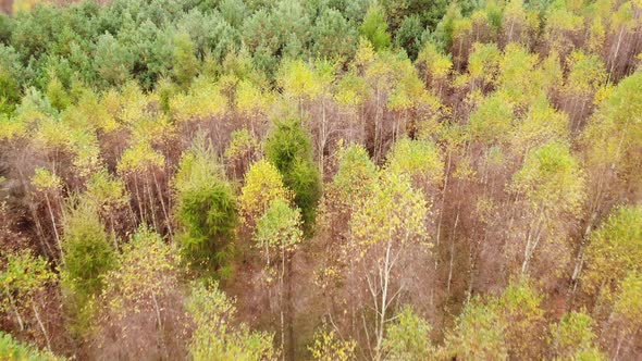 Autumn Forest Tree Tops. Aerial View