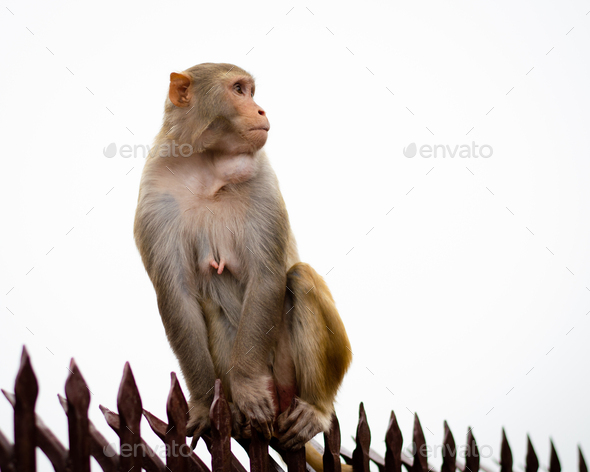 India monkey animal, rhesus macaque sitting on rail. White sky copy-space. Monkey temple