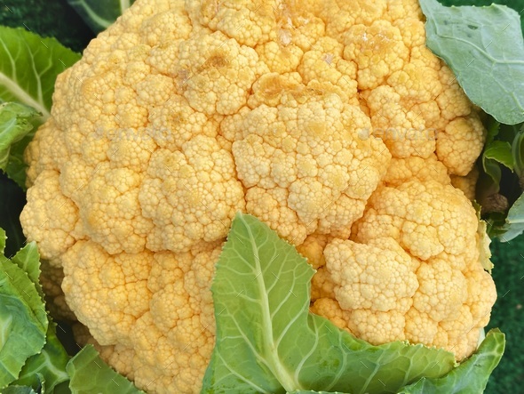 Beautiful, colorful organic cauliflower  - Stock Photo - Images