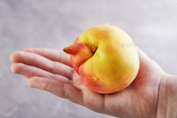 An ugly fruit or vegetable. Hand holding A very ugly peach mutant on a gray background.