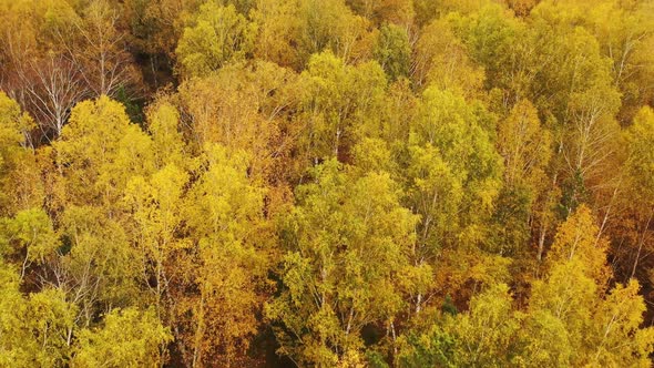Aerial view of autumn forest with colorful trees. Trees with bright yellow foliage.