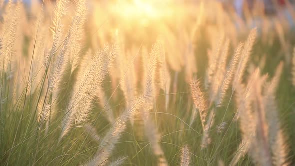 Backlit Grass Field in the Public Park in Abu Dhabi Swaying in the Wind alt