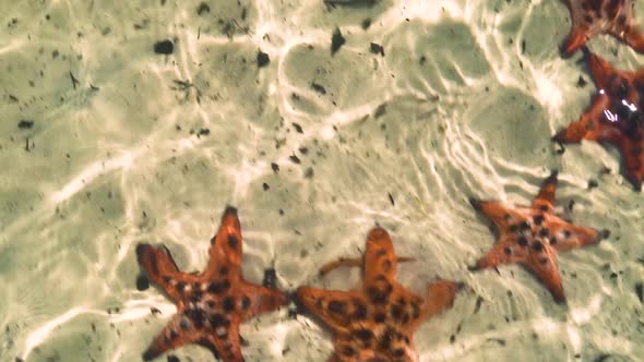 Vast of Starfish on the White Sand at the Beach in the Crystal Clear Water. alt