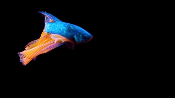 Siamese fighting fish Betta splendens 02 alt