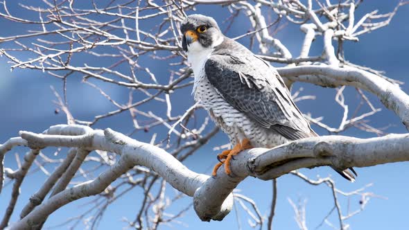 Peregrine Falcon Video Clip