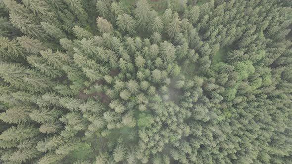 Ukraine, Carpathians: Forest Landscape. Aerial View. Flat, Gray alt