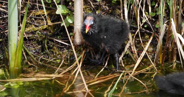 Common Moorhen or European Moorhen, gallinula chloropus, Chick, Pond in Normandy, Real time 4K alt
