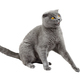 The gray cat was very frightened and wary. Isolate on the white background of a Scottish cat. - PhotoDune Item for Sale