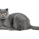 Beautiful gray Scottish cat, isolated on a white background. - PhotoDune Item for Sale