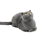 Beautiful gray cat sitting and carefully looking up. Isolated on a white background. - PhotoDune Item for Sale