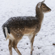 Young fallow doe deer standing in snow during a storm at wintertime - PhotoDune Item for Sale
