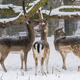 Fallow deer, stag with antlers and female roe deer in the local park looking for food in the snow - PhotoDune Item for Sale