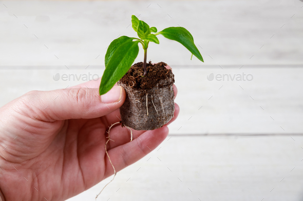 Bell pepper seedling in peat tablet with a well developed root system.