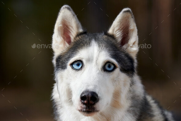 Siberian Husky dog with huge eyes, funny surprised Husky dog with confused big eyes, excited doggy