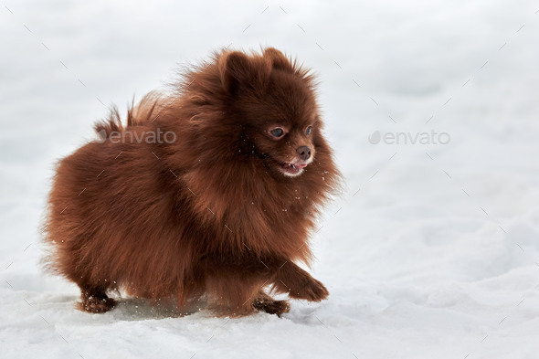 Happy Pomeranian Spitz dog on winter outdoor walking on snow, cute chocolate brown Spitz puppy