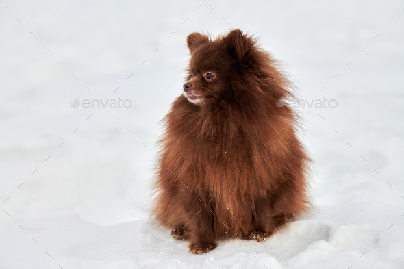 Happy Pomeranian Spitz dog on winter outdoor walking full size profile portrait cute chocolate Spitz