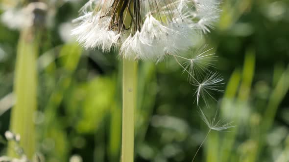 Common dandelion flower seeds on the wind close-up 4K 2160p 30fps UHD footage - Taraxacum officinale alt