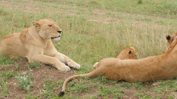 Male Lions on the rocks in Serengeti National Park Tanzania alt