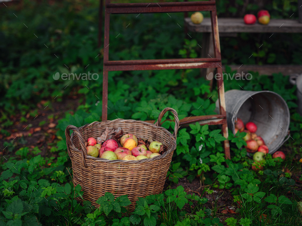 beautiful autumn still life in apple orchard - Stock Photo - Images