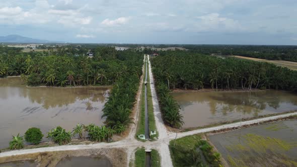 Aerial fly over rural small road in palm plantation alt