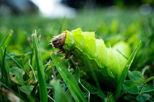Macro of a Luna Moth caterpillar (Actias luna) on grass against a blurred background