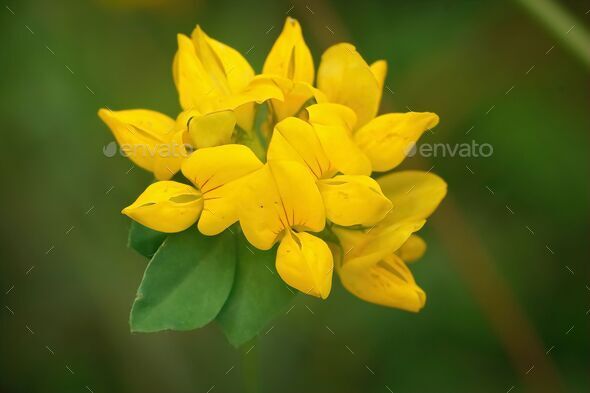 Closeup on the yellow flower of a big trefoil , Lotus pedunculatus , in the field - Stock Photo - Images