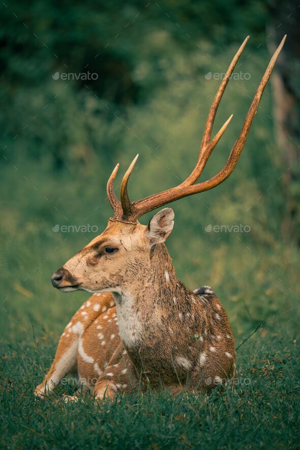 Spotted Deer or also called Axis Deer, wildlife images from Indian