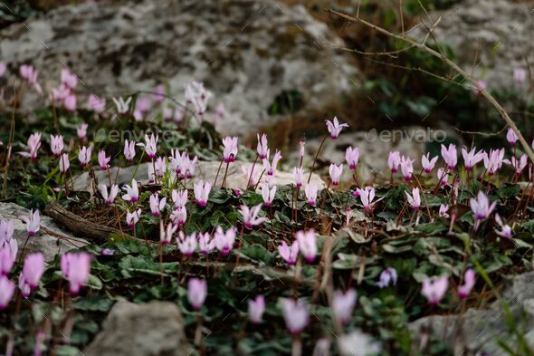 View of beautiful Cyclamen graecum plants growing in a garden - Stock Photo - Images