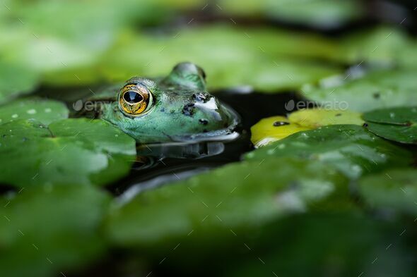 Close-up shot of American bullfrog the head out of water ready to hunt - Stock Photo - Images