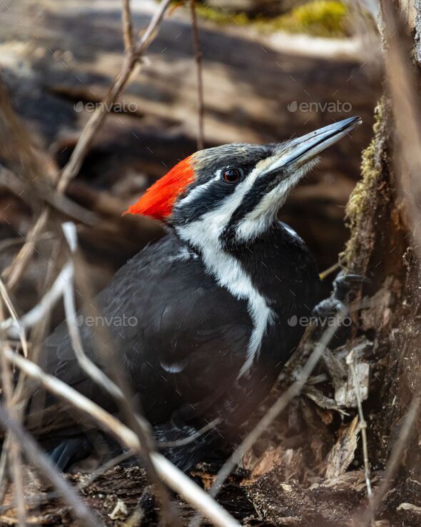 Closeup shot of a pileated woodpecker - Dryocopus pileatus - Stock Photo - Images