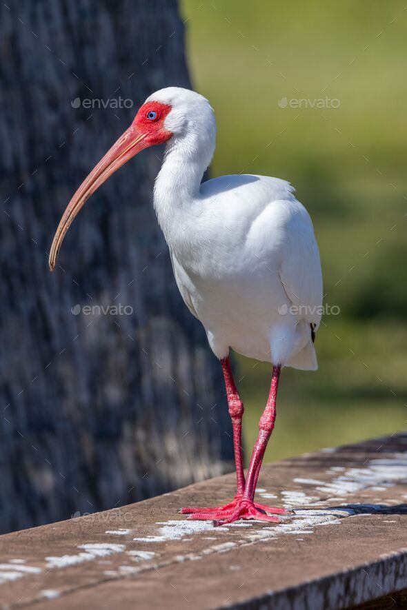 Vertical closeup of an American white ibis (Eudocimus albus) - Stock Photo - Images