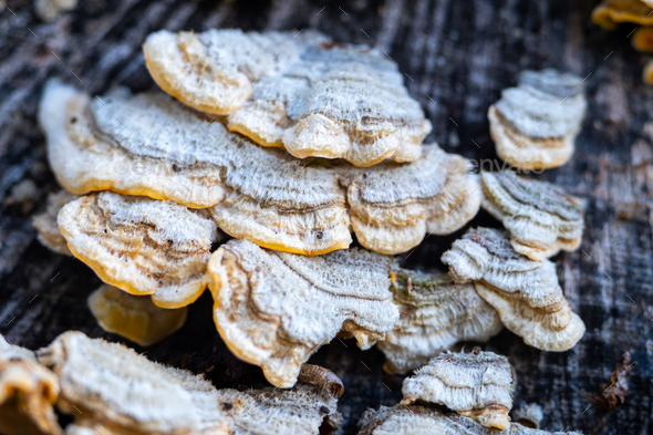 Fluffy fungi cover the trunk of an holm oak tree - Stock Photo - Images