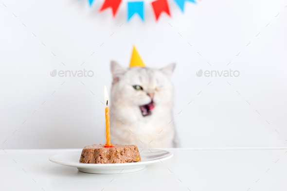 A cat in a yellow paper cap sits at a table with a canned cat cake with a candle and licks his lips.