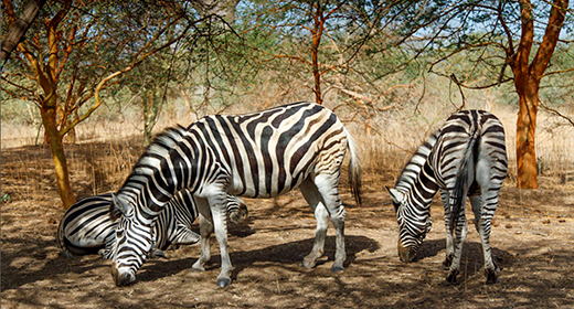 All Creatures Great & Small