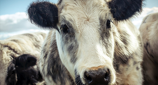 Shaggy Cows & Fluffy Sheep
