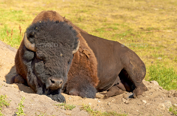 Bison. A bison lying down on the ground in a relaxed state. Stock Photo ...