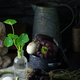 Various vegetables on table - PhotoDune Item for Sale